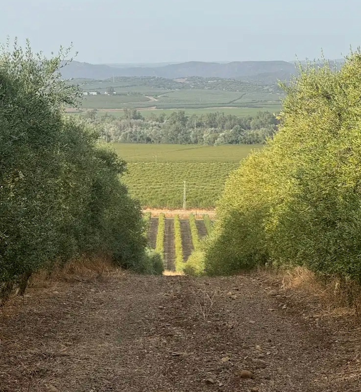 CULTIVOS DE ACEITUANS
