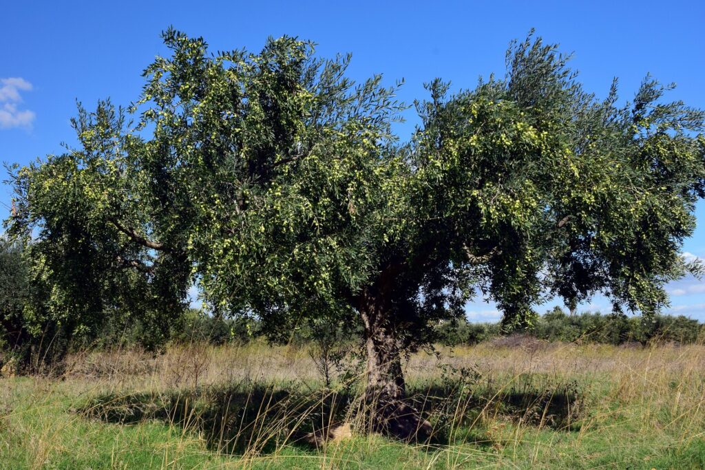 Olivo cordobes