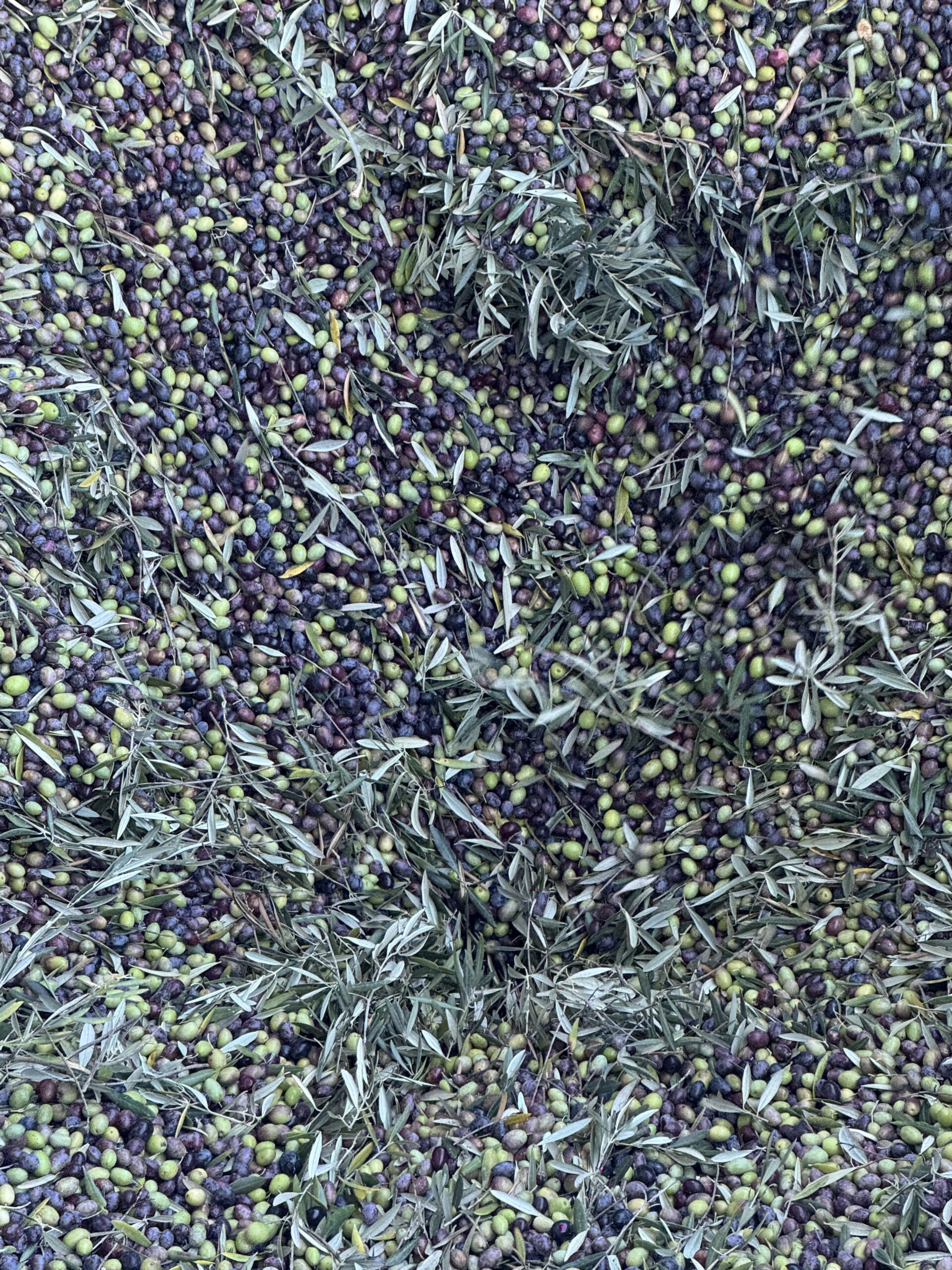 Aceituna Picual recién recolectada en la finca Cabeza de Vaca, Córdoba
