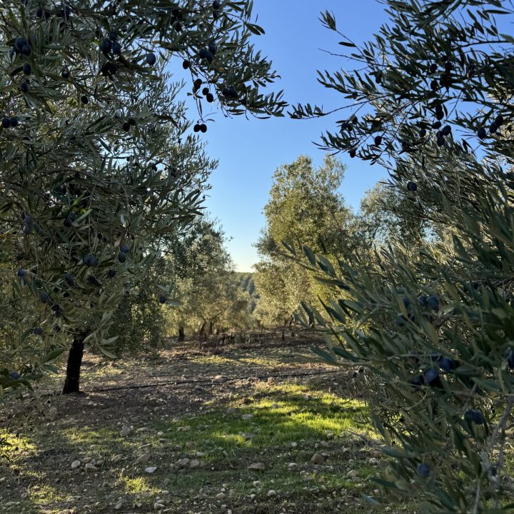 Foto Olivos